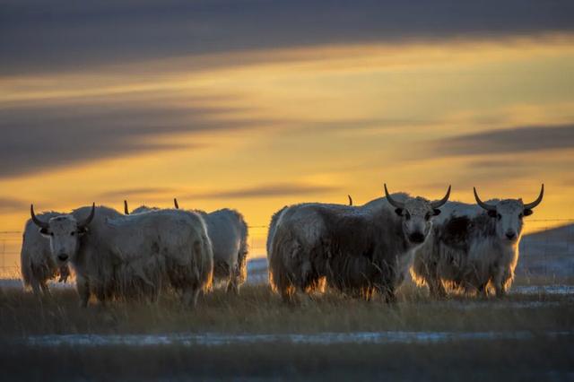 锡林浩特，雪域里的足迹