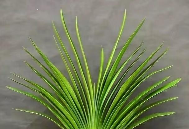 甘肃一大叔，养20年的君子兰长成“巨无霸”，网友：成王成精了！