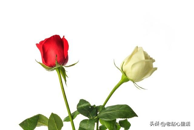 红玫瑰与白玫瑰：她为何越界，他又何从“朱砂痣”沦为“蚊子血”