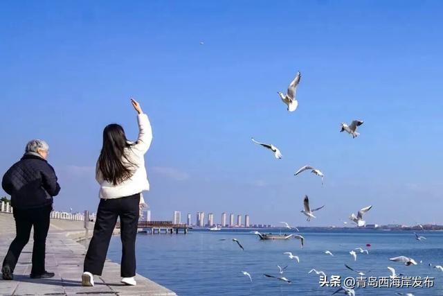 在唐岛湾，一起“鸥”遇吧！