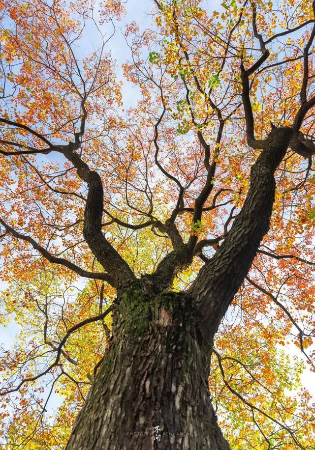 高铁1h！比西安秀美！这座千年古都秋色绝了！高光仅20天！