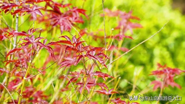 海岛的枫叶红了，走！一起赏枫去，体验海岛秋日美好