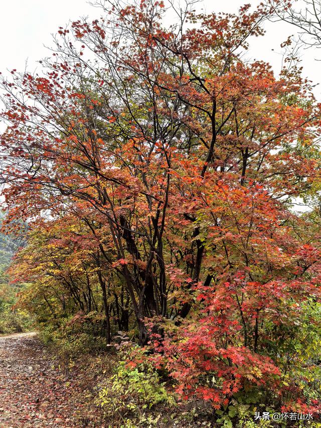 2025辽宁赏秋之旅日记(2)——游览丹东蒲石河森林公园