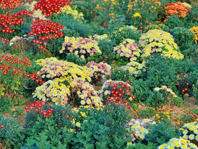 惊艳！三明这片花海已到最佳观赏期！错过又要再等一年