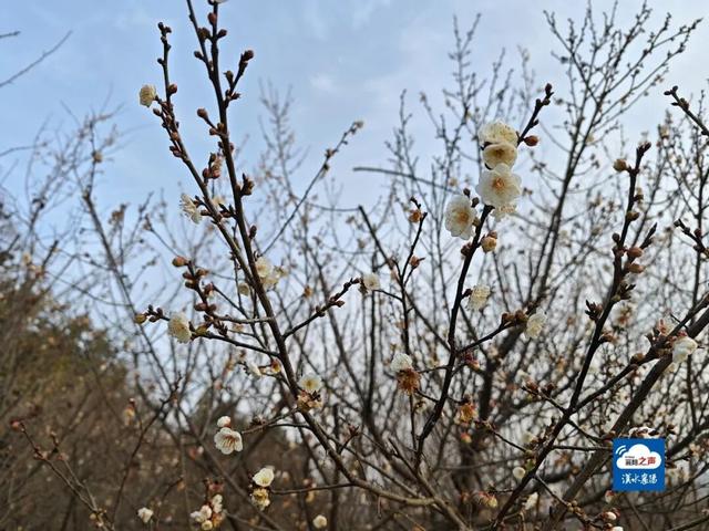 开了！开了！不少湖北人意外：今年这么早！
