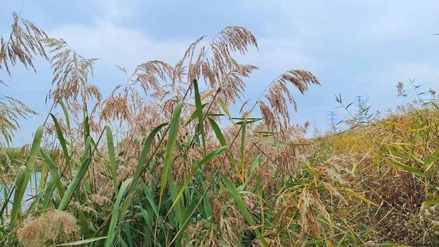 自然之美!初冬的芦苇花,蟠龙河畔一道亮丽的风景线!