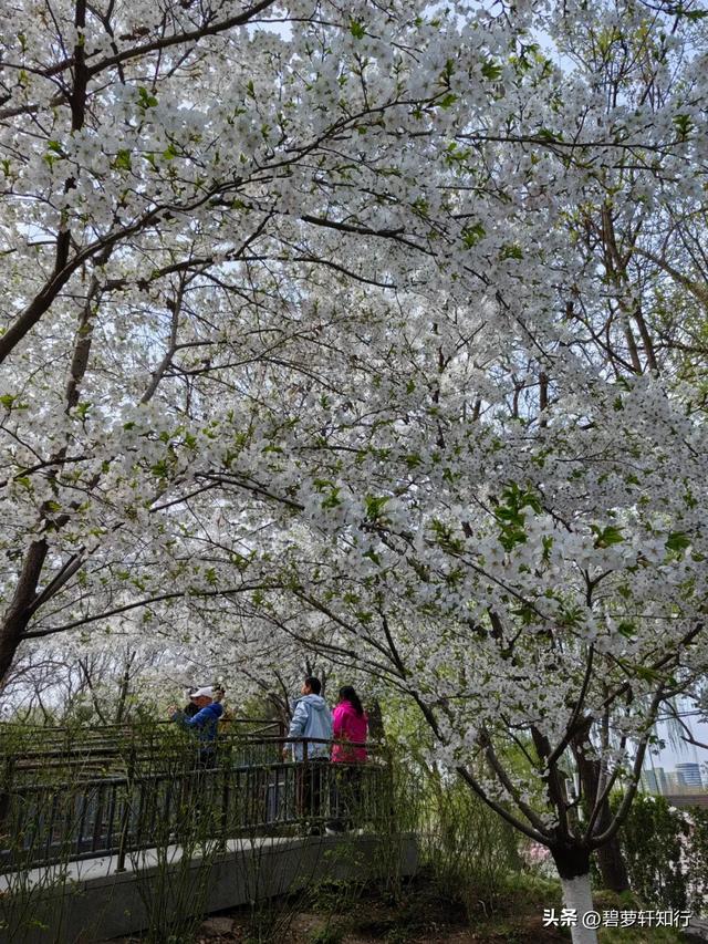 北京玉渊潭,赏樱正当时