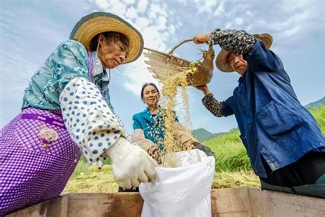 粮价二十年没涨	，农民种地还能挣钱吗？深挖背后发现涨价才是好事