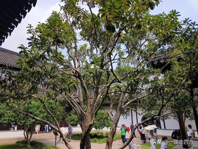临近国庆，在还很闷热的天气里，游览市内现存最大的园林拙政园