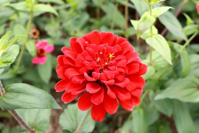 柳江藏了个宝藏地！花海邂逅热气球，浪漫又出片