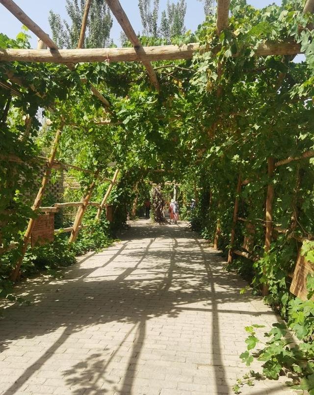 游新疆吐鲁番的坎儿井和葡萄沟