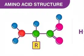 氨基酸（Amino Acid）是蛋白质合成的基石图片