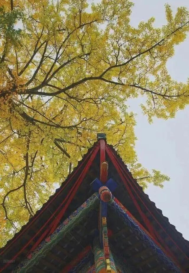 接下来的金堂，即将美成这样→