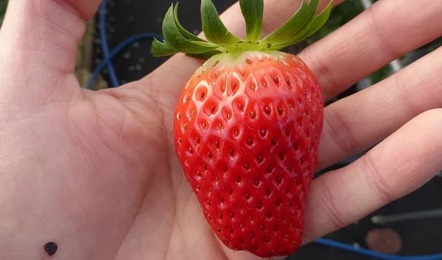 东京采草莓景点10选：新宿、涩谷当日来回、多样草莓品种吃到饱