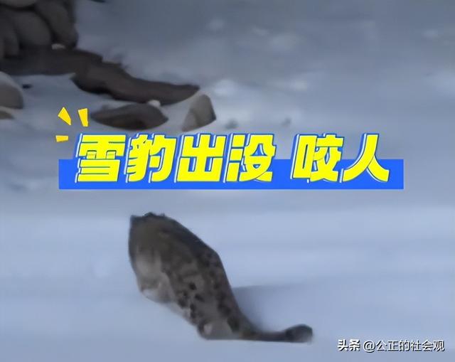 可可托海雪豹伤人航拍图曝光！铁证打脸当事人说法	，这下辩无可辩