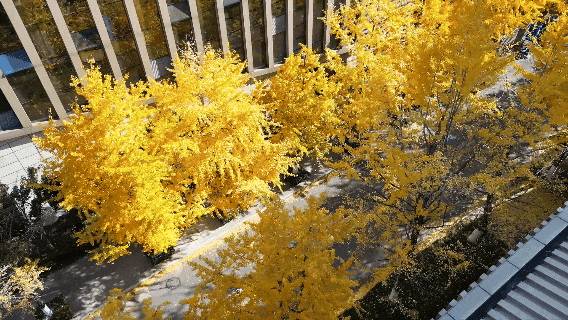 昆明冬日限定的金色浪漫，已加载完成！就藏在昆明这条街……