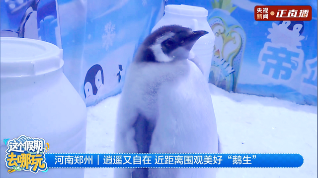 极地探索季圆满收官！郑州海昌海洋公园“海昌海洋神仙节”蓄势待发