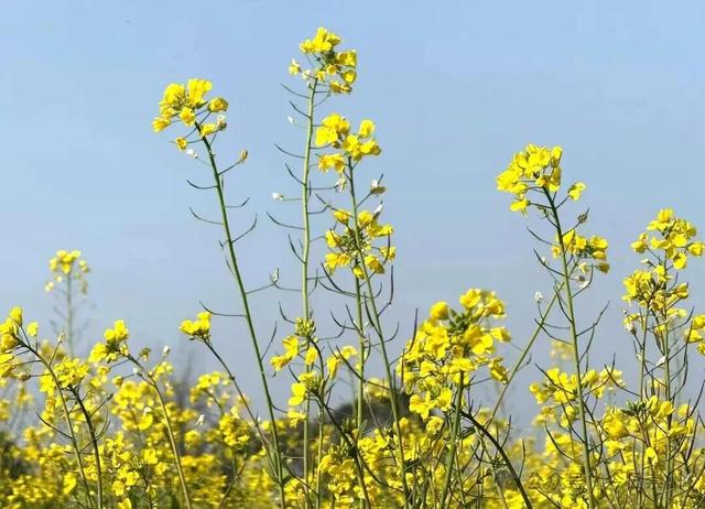 崇州第一波油菜花开了，在这里……
