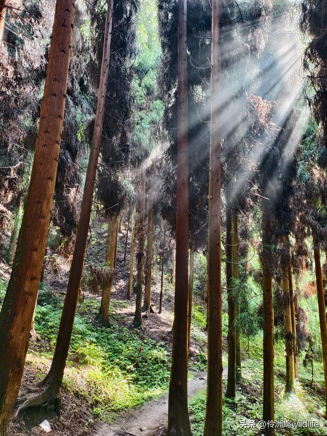 四川行(73)什邡红枫岭徒步到钟鼎寺