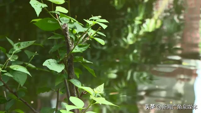 【泉州】直击公园闭园消杀现场！烟雾飘飘，请勿入园→