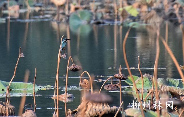 柳州园博园360株杉树点染冬季渐变色