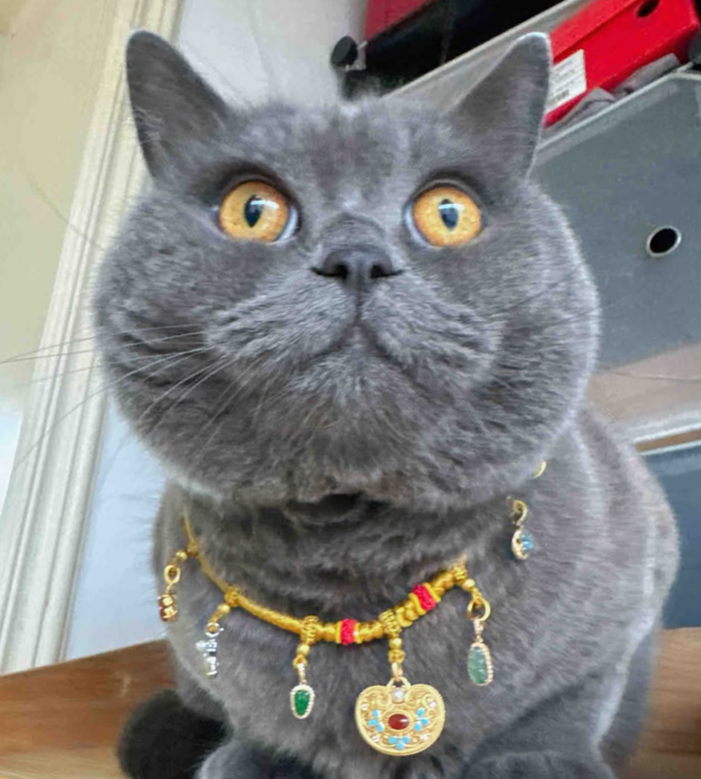 女儿吐槽妈妈太惯猫了，点开前：能惯成啥样，点开后：这不合适吧