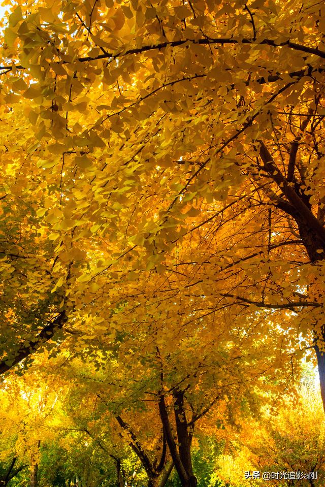 银杏季，一场不用预约的金色盛宴！