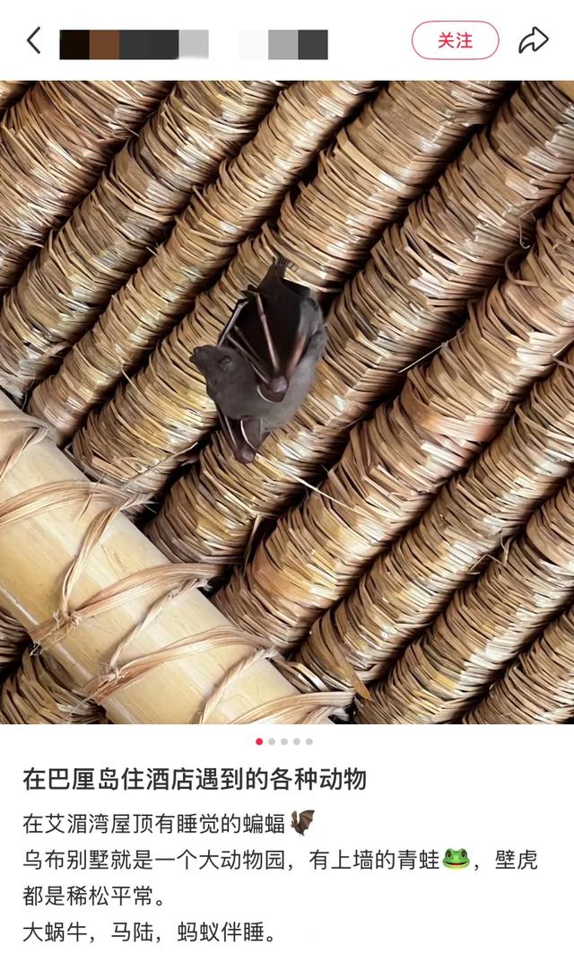 阻止我去巴厘岛旅游的唯一理由: