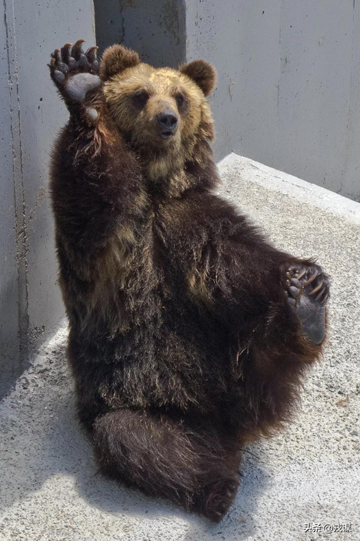 日本红叶季凉透！熊比游客多没人敢去，再加上得罪中国游客亏到哭