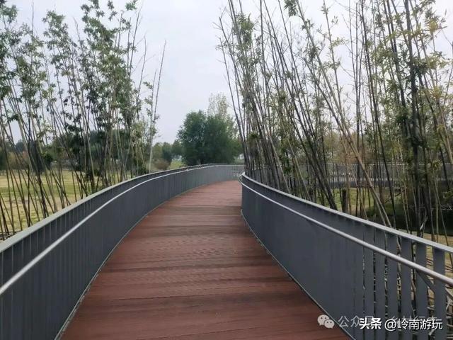 乘上地铁10号线到灞渭桥湿地公园，大片粉黛乱子草等着你打卡！