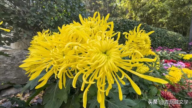 趵突菊韵 锦绣泉城