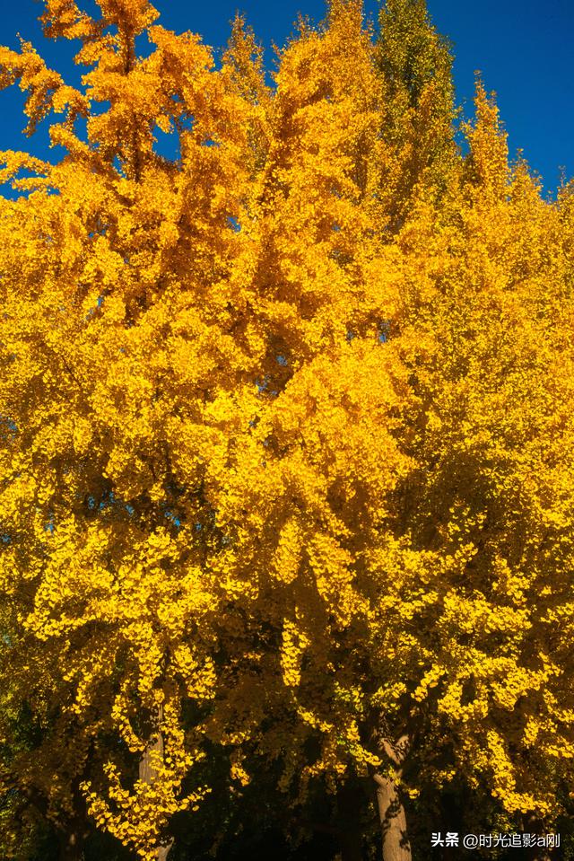 这么近那么美，银杏里的河北最美！