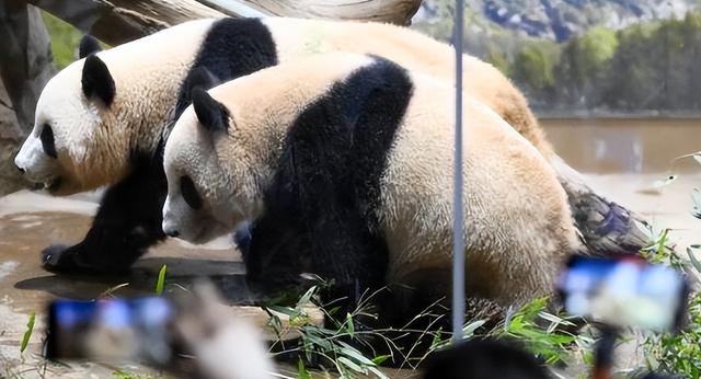 中国再出手！下令直接收回，日本迎来历史性告别，高市后悔来不及