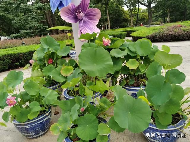 用荷花点缀空旷的陆地