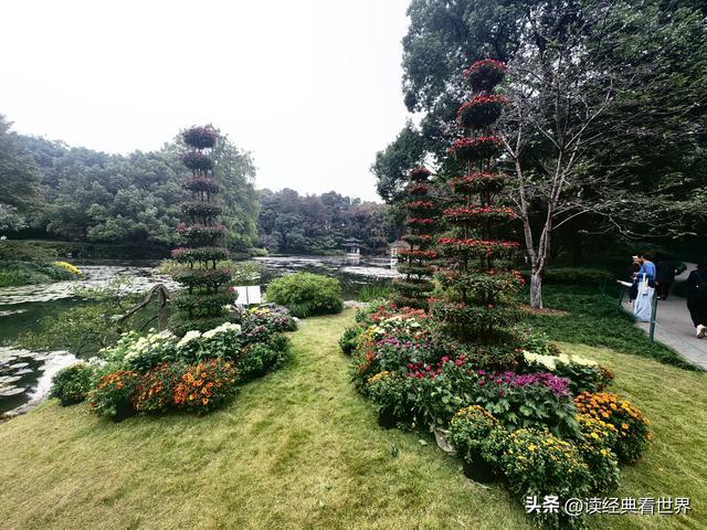 杭州植物园的菊花展——一场关于菊花的饕餮盛宴（一）
