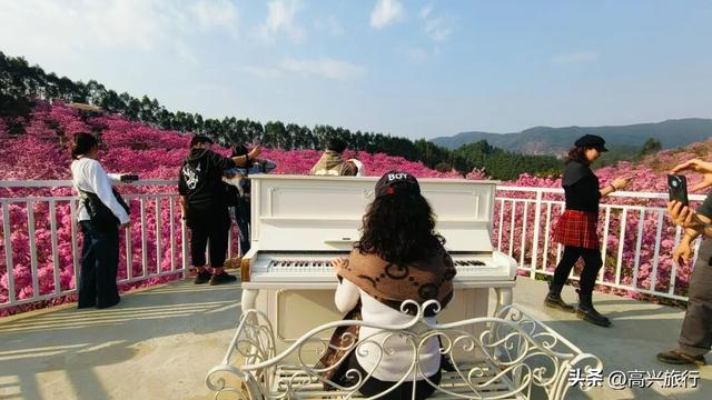 新会大泽绿美生态园太梦幻了，6000株紫花风铃开成童话花海