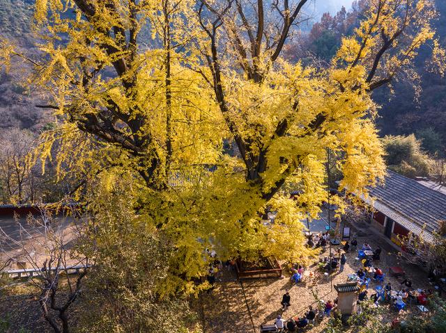 初冬玉泉寺金叶飘飘