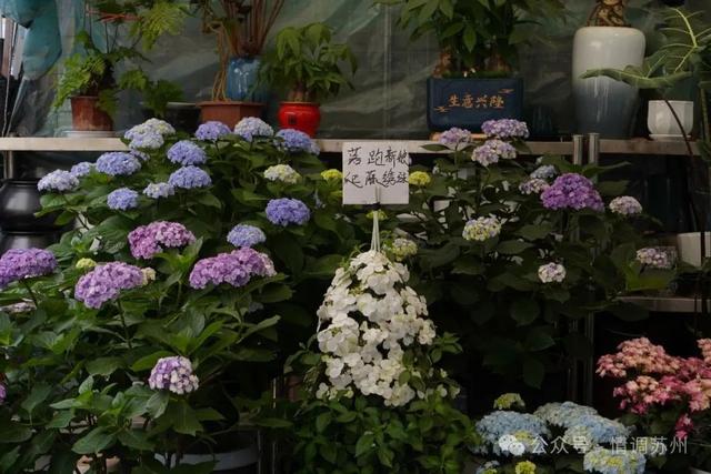 苏州花鸟市场里藏着滚滚红尘