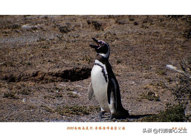 南极南美三国行游影记（77）—阿根廷旁塔汤布国家公园（四）