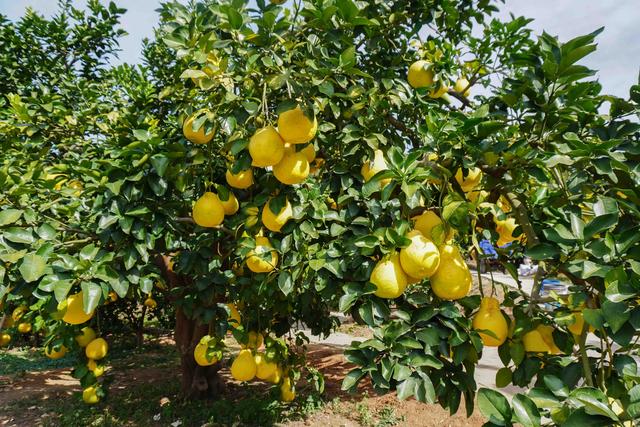 梅州五华深度游｜足球之乡靠赛事玩转出全链条魅力