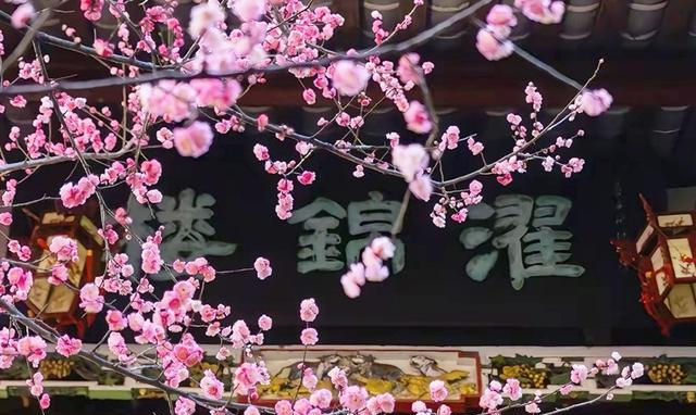 成都市内最美红梅观赏地，1000米梅花长廊，堪称性价比之王！