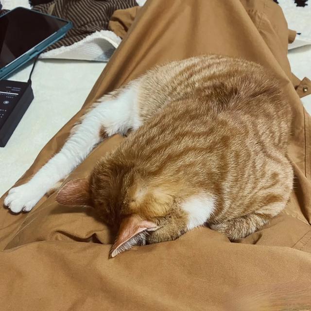 家里唯一一个不熬夜的！