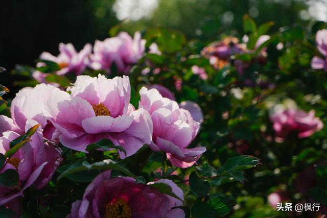 唯有洛阳，能让牡丹不只是花，而是历史本身