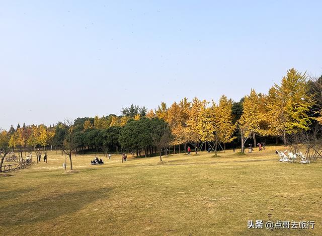 成都城市中的草原牧场，彩林比阿勒泰还美，公交车地铁直达！