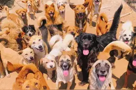 小狗得了细小怎么办，以下妙计请大家参考图片