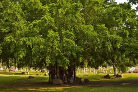 释迦牟尼为何在菩提树下开悟？金刚座又有什么来历？图片
