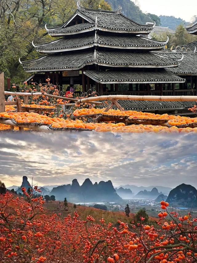 广西隐藏的宝藏小城！恭城：不输桂林的山水，独一份的油茶香🍃