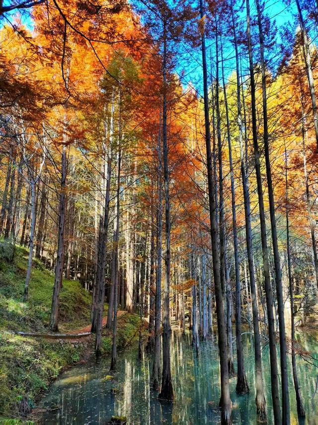 杉 杉 来 了 🤗🧣🧡