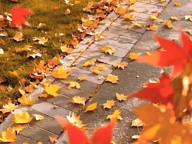 满目金黄，来杨凌赴一场“鎏金之约”！