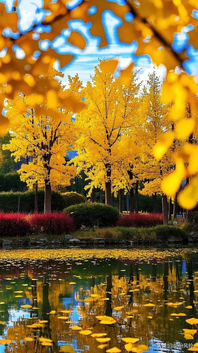银杏将满树金黄泼洒向天空